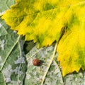 A dangerous disease of grape Mildew Ã¢â¬â downy mildew lat. Of plasmopara viticola